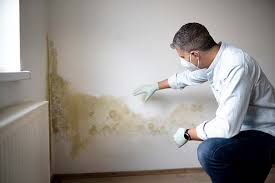 Woodville, WI Mold Removal & Remediation Company